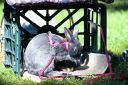 images/_1999_28_21.jpg, Rabbit